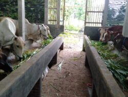 Mengenal Komunitas Usaha Peternak Sapi di Desa Tanjungrejo Margoyoso Pati