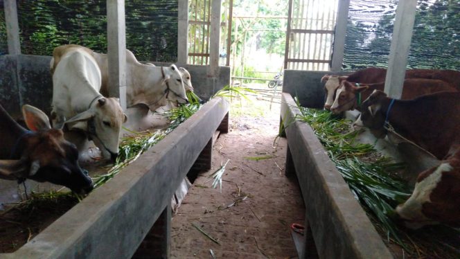 
 Mengenal Komunitas Usaha Peternak Sapi di Desa Tanjungrejo Margoyoso Pati