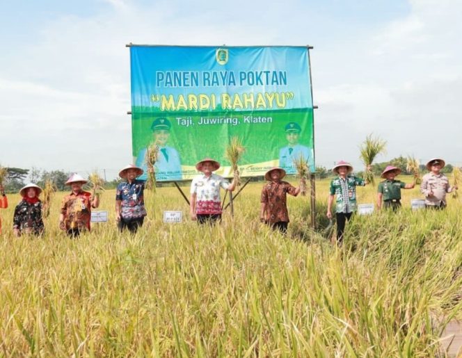
 Mantuull !! Gapoktan “Mardi Rahayu” Setahun, Panen Raya Padi Empat Kali