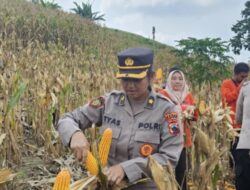 Dukung Program Ketahanan Pangan, Polresta Pati Bersama Warga Desa Beketel Lakukan Panen Raya Jagung