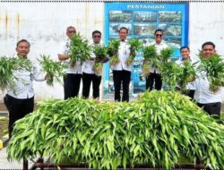 Lapas Klaten Gelar Panen Kangkung : Dukung Program Akselerasi Menteri Imipas Bidang Ketahanan Pangan
