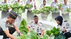 Dukung Ketahanan Pangan Nasional :  Lapas Klaten Panen Sayuran Segar, Hasil Pembinaan Warga Binaan