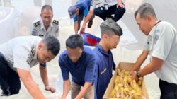 SAE PRODUKTIF Lapas Klaten Bersama C.V. Pandawa Tebar Benih Lele Dan Budidaya Bebek