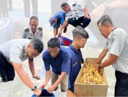 SAE PRODUKTIF Lapas Klaten Bersama C.V. Pandawa Tebar Benih Lele Dan Budidaya Bebek