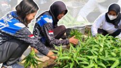 Optimalkan Pembinaan Kemandirian Lapas Klaten Gelar Panen Raya Kangkung Pakcoy Dan Bebek Peking