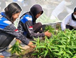 Optimalkan Pembinaan Kemandirian Lapas Klaten Gelar Panen Raya Kangkung Pakcoy Dan Bebek Peking